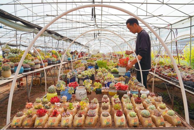 885566威尼斯数百个种类！来看这对“多肉佳耦”的“花花天下”(图7)